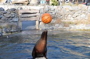 Kalifornischer Seelöwe spielt mit einem Basketball