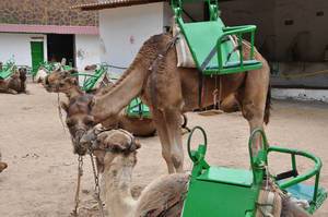 Kamele mit grünen Satteln für zwei Personen