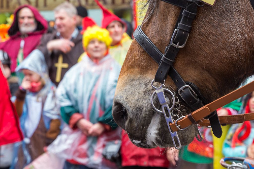 Karneval in Köln: Nahaufnahme eines Pferdes beim Rosenmontagsumzug. Bunt verkleidete Zuschauer im Hintergrund