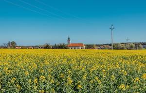 Kirche hinter gelben Feldern im Süden der Mährenregion, Tschechien