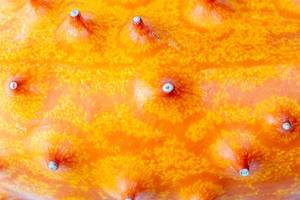 Kiwano (Cucumis metuliferus), kiwano orange background (Flip 2020)
