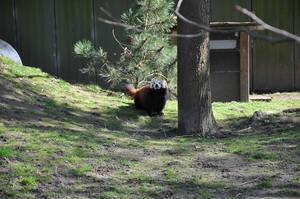 Kleiner Panda im Kölner Zoo