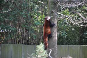 Kleiner Panda klettert auf einen Baum