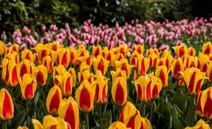 Konzeptbild Niederlande, mit bunten Tulpen im Botanischen Garten Keukenhof, Lisse