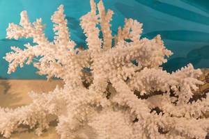 Koralle / Coralls