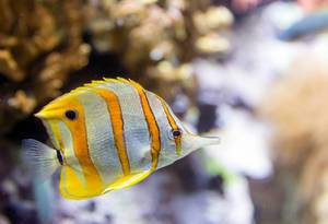 Kupferstreifen-Pinzettfisch (Chelmon rostratus) im Shedd Aquarium
