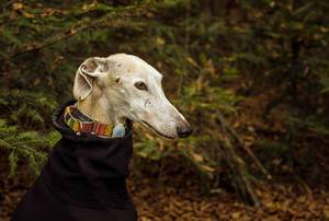 Kurzhaariger Windhund mit buntem Halsband und schwarzer Fleecejacke für Hunde vor grünen Tannenbäume
