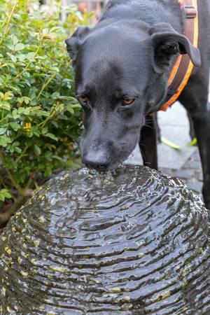 Labrador-Hund trinkt von der Fontäne eines runden Brunnen