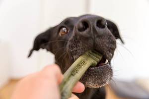 Labrador Retriever beißt Greenies getreidefreie Zahnstange für gesunde Zähne