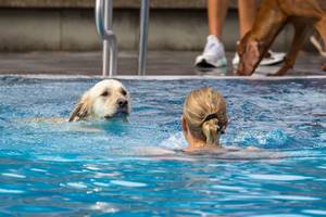 Labrador und Frau schwimmen