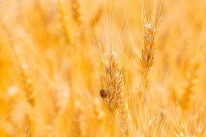 Ladybug on a wheat spike in the field (Flip 2019)