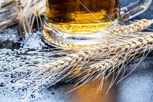 Light beer in a glass with wheat spikelets and water drops