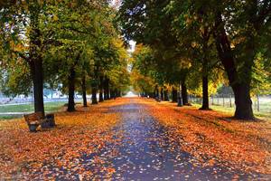 Lindenallee: Bäume im Herbst