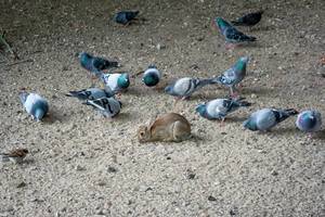 little bunny among pigeons in an improvisational animal shelter in Berlin, Germany