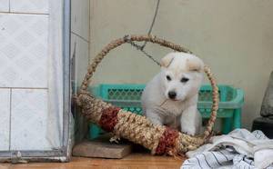 Little white puppy in a Basket  (Flip 2019)