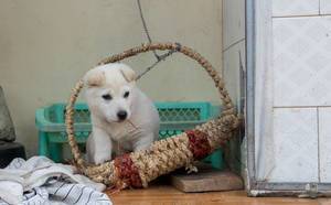 Little white puppy in a Basket