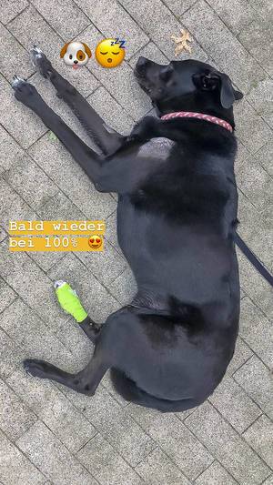 Livestyleblogger postet Instagrambild von seinem kranken und verletzten Labrador-Hund