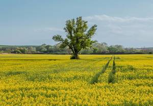 Lonely tree in rapeseed yellow field