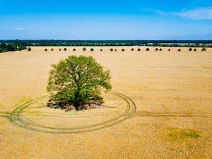 Luftbildaufnahme eines Baums mitten im Feld