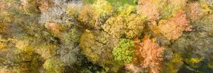 Luftbildaufnahme eines Waldes: Herbstfarben
