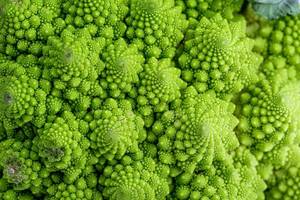 Macro photo of fresh green cabbage Romanesco