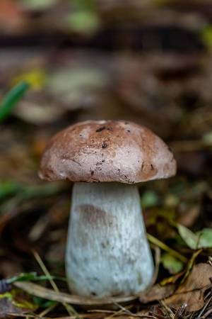 Macro Photography Shot of a Wild Mushroom in a Forest