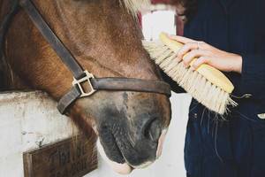 Mädchen bürstet die Schnauze eines Pferdes