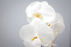Makro Nahaufnahme - Weiße Orchideenblüten auf weißem Hintergrund