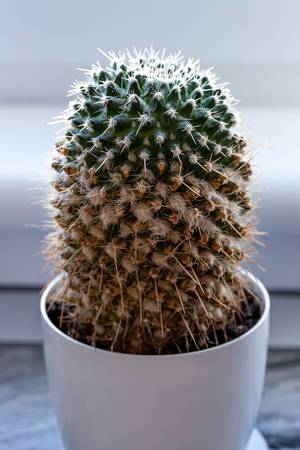 Mammilaria cactus in a white pot (Flip 2019)
