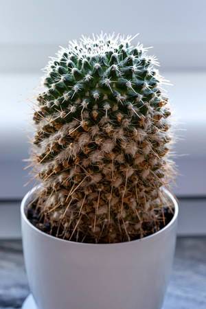 Mammilaria cactus in a white pot