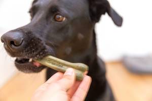 Man gives Greenies grain free dental treat for black Labrador retriever