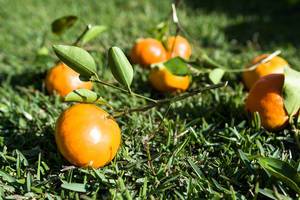 Mandarin-Orange auf dem Rasen