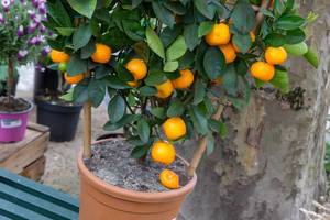 Mandarinenbaum mit reifen Mandarinen