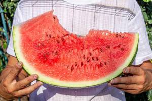 Mann im Garten hält ein riesiges Stück Wassermelone