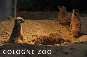 Meerkats sleep and keep watch, next to picture title "Cologne Zoo"