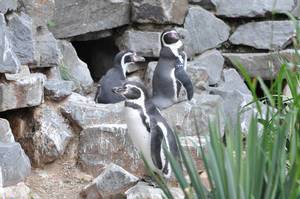 Mehrere Humboldt-Pinguine im Kölner Zoo