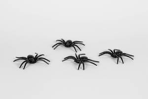 Mehrere schwarze Spinnen vor weißem Hintergrund