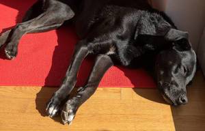 Mein Schwarzer Labrador schläft auf einem roten Teppich