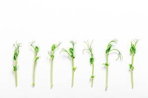 Microgreens pea shoots lined up in a row against a white background (Flip 2019)