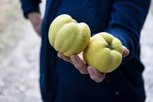Midsection of the Old Woman Holding Two Quinces In One Hand