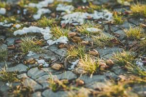 Mit Glasbüscheln bewachsener Steinboden mit letzten, noch nicht geschmolzenen Schneeflecken