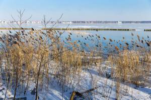 Mit Schnee bedeckte Vegetation am Müggelsee