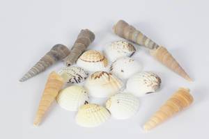 Muschelschalen unterschiedlicher Formen vor weißem Hintergrund