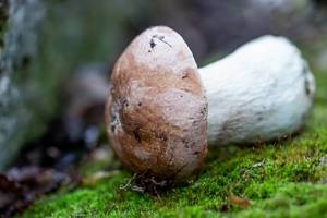 Mushroom on green moss