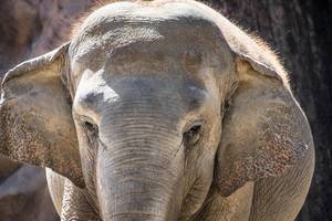 Nahaufnahme des Gesichts eines Elefanten