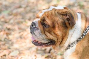Nahaufnahme einer Englischen Bulldogge in Profil