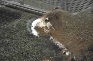 Nahaufnahme eines Capybaras im Kölner Zoo