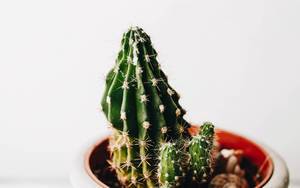 Nahaufnahme eines dekorativen Kaktus