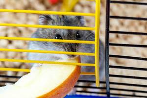 Nahaufnahme eines grauen Hamsters, der ein Stück Apfel in seinem Käfig knabbert