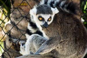 Nahaufnahme eines Lemurs mit gelben Augen, der zurück blickt